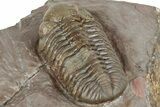 Bargain, Austerops Trilobite - Jorf, Morocco #328582-4